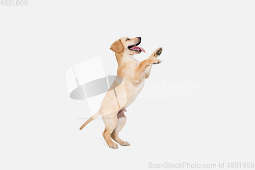 Image of Little Labrador Retriever playing on white studio background