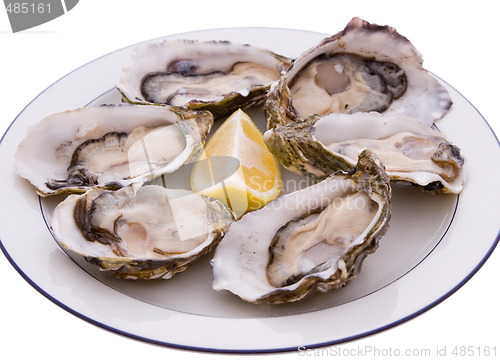 Image of Plate Of Oysters