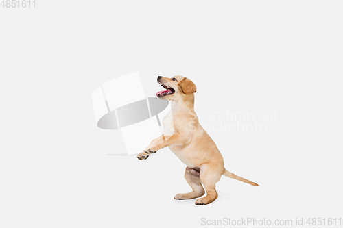 Image of Little Labrador Retriever playing on white studio background