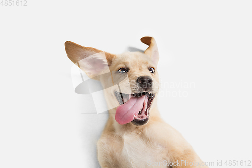 Image of Little Labrador Retriever playing on white studio background