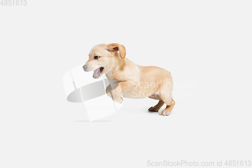 Image of Little Labrador Retriever playing on white studio background