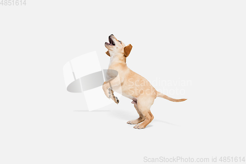 Image of Little Labrador Retriever playing on white studio background