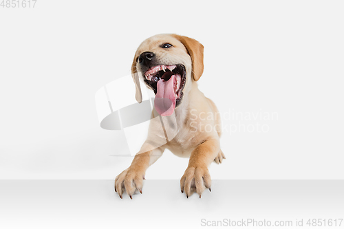 Image of Little Labrador Retriever playing on white studio background