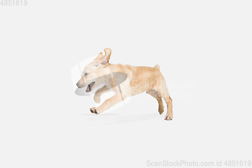 Image of Little Labrador Retriever playing on white studio background