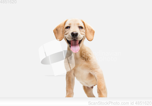 Image of Little Labrador Retriever playing on white studio background