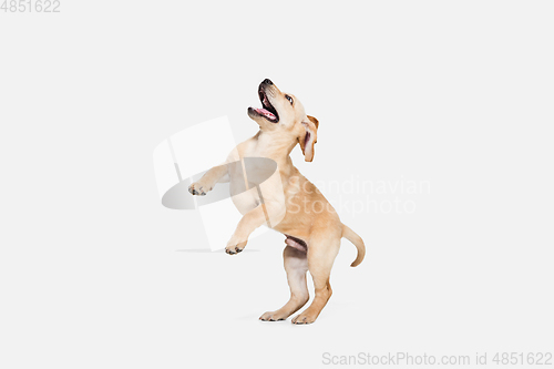 Image of Little Labrador Retriever playing on white studio background