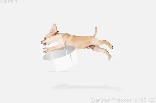 Image of Little Labrador Retriever playing on white studio background