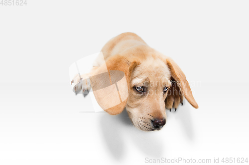 Image of Little Labrador Retriever playing on white studio background