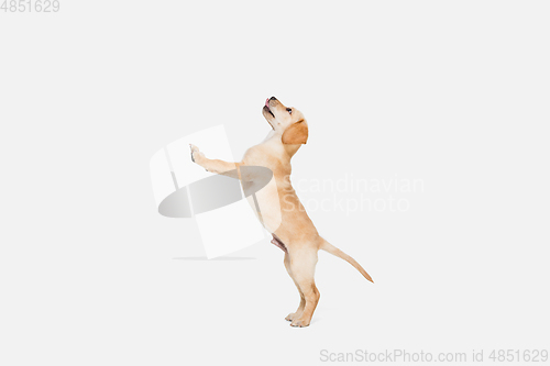 Image of Little Labrador Retriever playing on white studio background