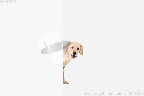 Image of Little Labrador Retriever playing on white studio background