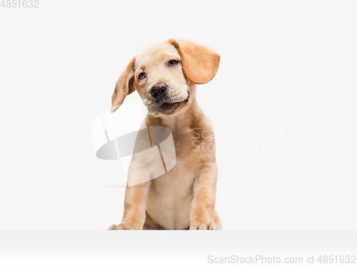 Image of Little Labrador Retriever playing on white studio background