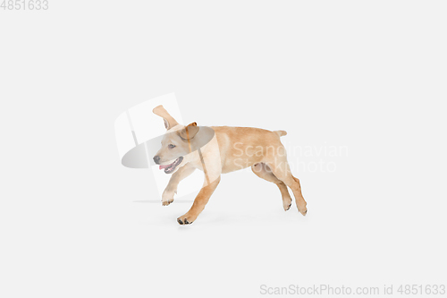 Image of Little Labrador Retriever playing on white studio background