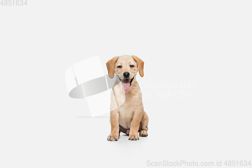 Image of Little Labrador Retriever playing on white studio background