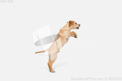 Image of Little Labrador Retriever playing on white studio background