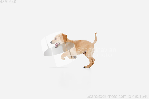 Image of Little Labrador Retriever playing on white studio background