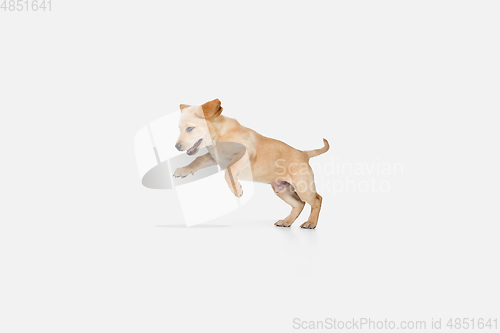 Image of Little Labrador Retriever playing on white studio background