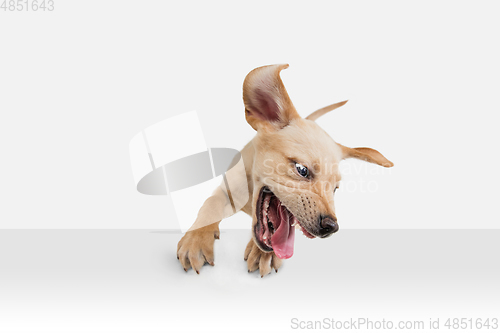 Image of Little Labrador Retriever playing on white studio background