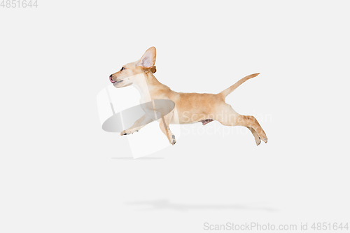 Image of Little Labrador Retriever playing on white studio background
