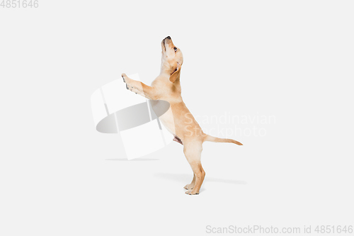 Image of Little Labrador Retriever playing on white studio background