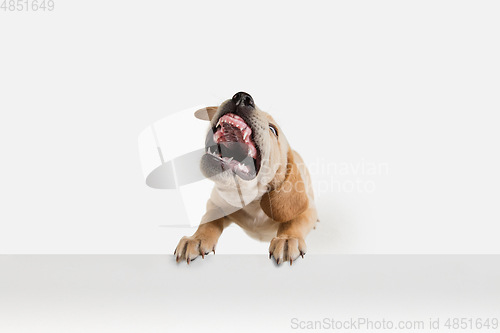 Image of Little Labrador Retriever playing on white studio background