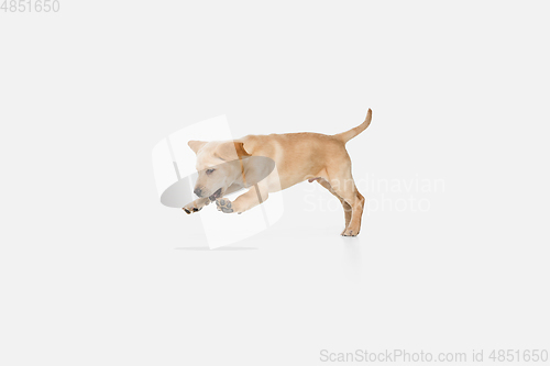 Image of Little Labrador Retriever playing on white studio background