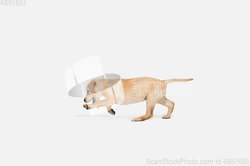 Image of Little Labrador Retriever playing on white studio background