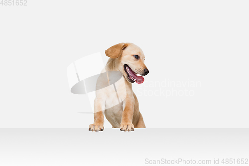 Image of Little Labrador Retriever playing on white studio background