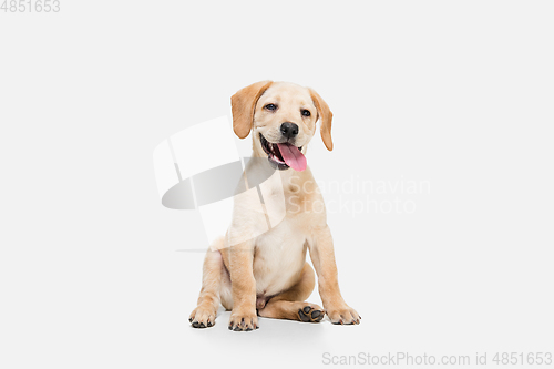 Image of Little Labrador Retriever playing on white studio background