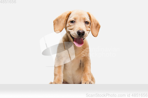 Image of Little Labrador Retriever playing on white studio background