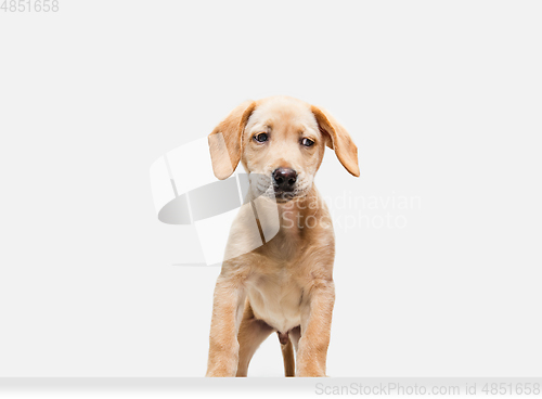 Image of Little Labrador Retriever playing on white studio background