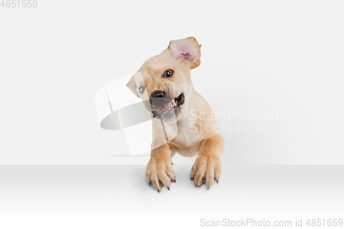 Image of Little Labrador Retriever playing on white studio background