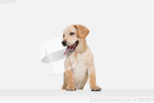 Image of Little Labrador Retriever playing on white studio background