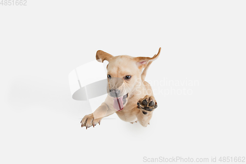 Image of Little Labrador Retriever playing on white studio background