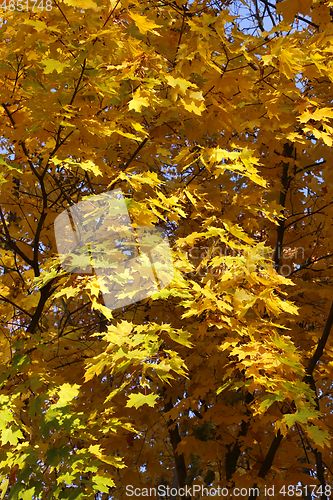 Image of Beautiful golden autumn leaves of maple