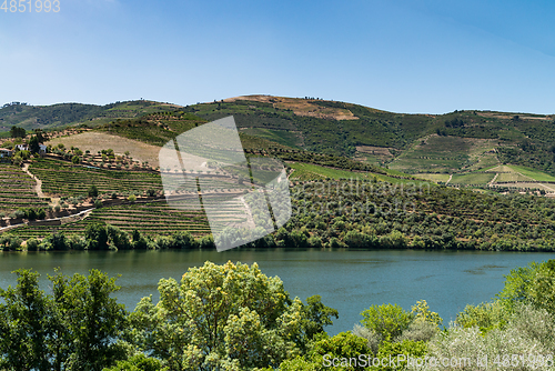 Image of Point of view shot of terraced vineyards in Douro Valley