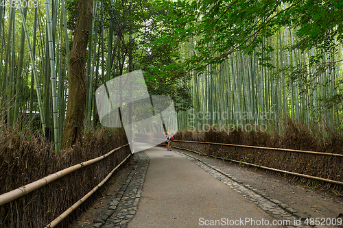 Image of Bamboo forest in Arashiyama
