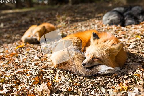 Image of Sleeping fox