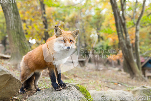 Image of Wild fox