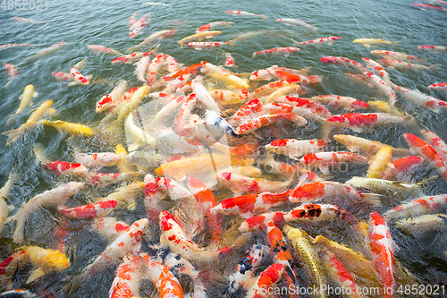 Image of Many Koi fish