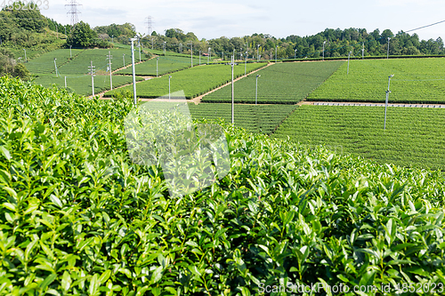 Image of Fresh green tea plantation