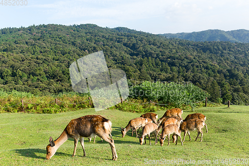 Image of Group of deer eating grass together