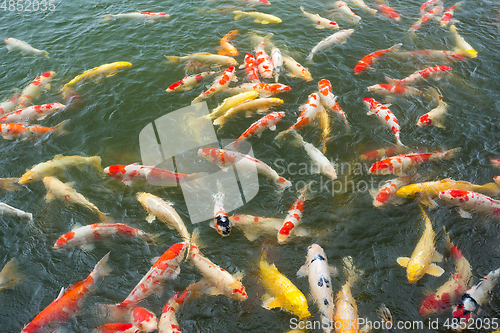 Image of Japan Koi Carp in pond
