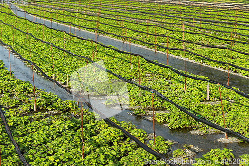 Image of Green wasabi farm