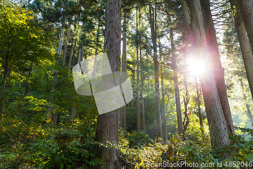 Image of Tropical forest