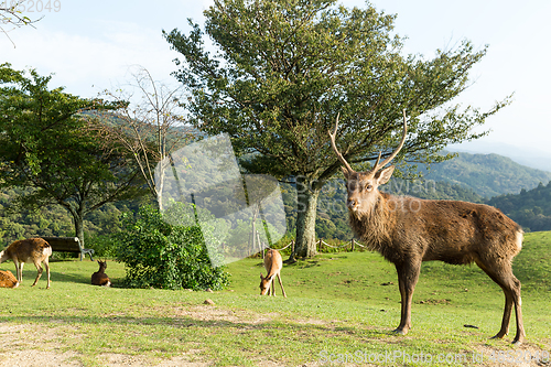 Image of Deer herd and Deer buck standing in front