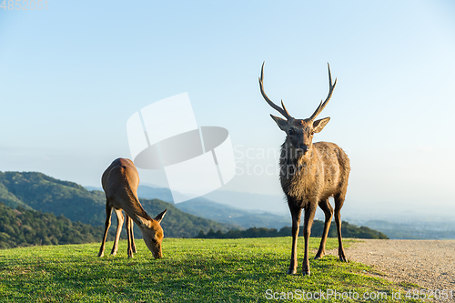 Image of Male Deer at highland