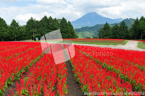 Image of Salvia field and mount Daisen