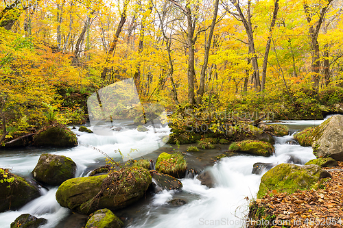 Image of Oirase Mountain Stream in autumn