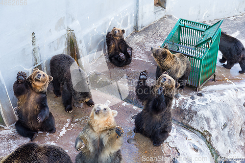 Image of Cute Bear looking for food in zoo park