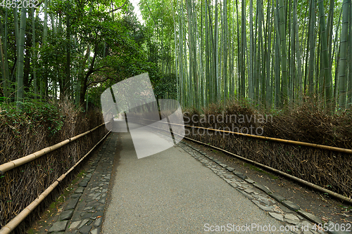 Image of Kyoto, Japan bamboo forest